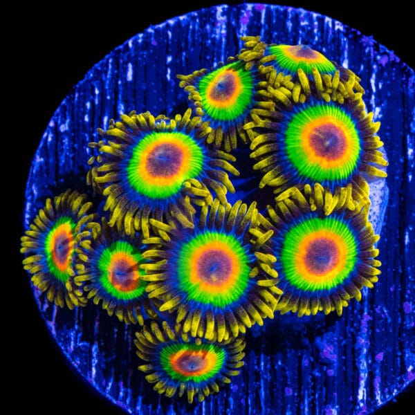 Zoa Rasta