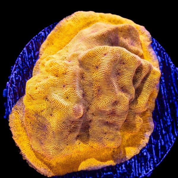 24K Leptoseris