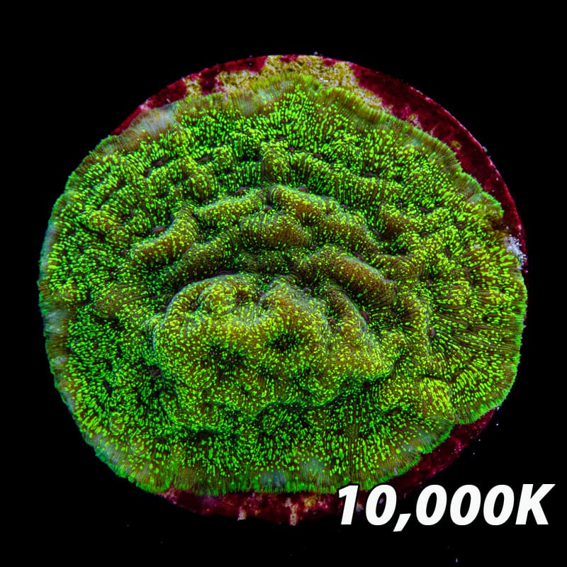 Hulk Leptoseris