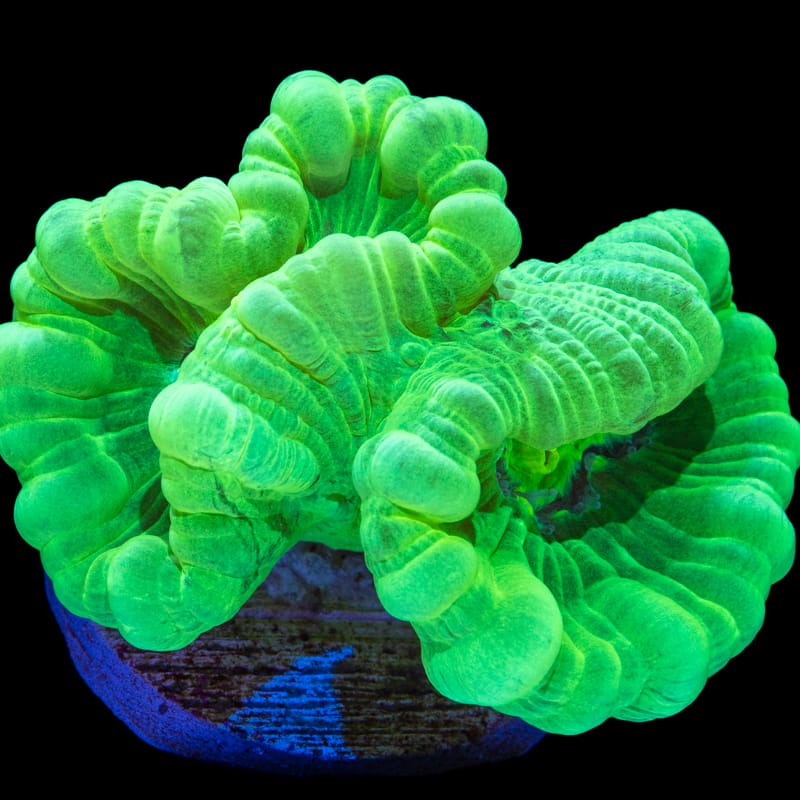 Kryptonite Candy Cane