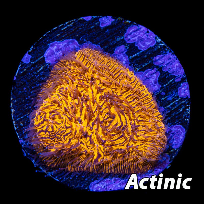 Ultra Orange Lithophyllon