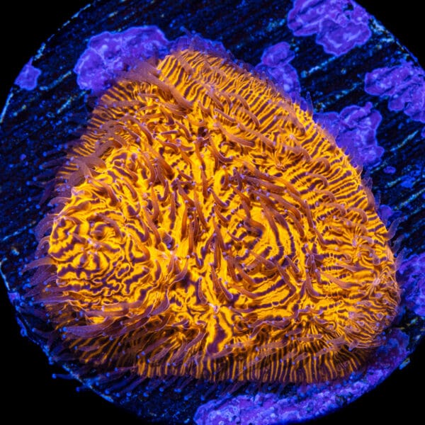 Ultra Orange Lithophyllon