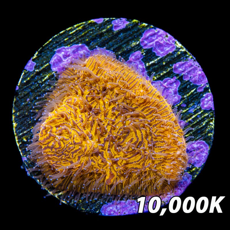 Ultra Orange Lithophyllon