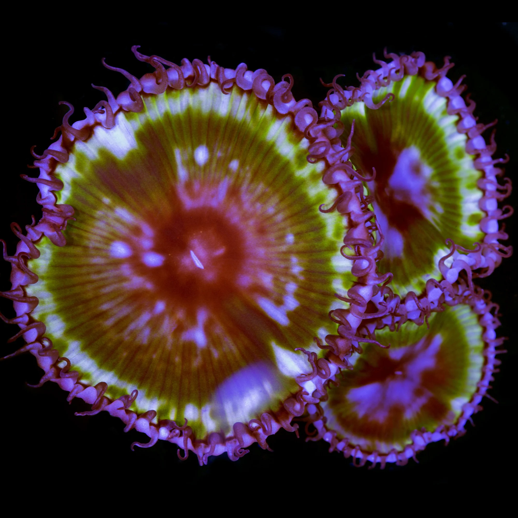 Palythoa grandis Purple