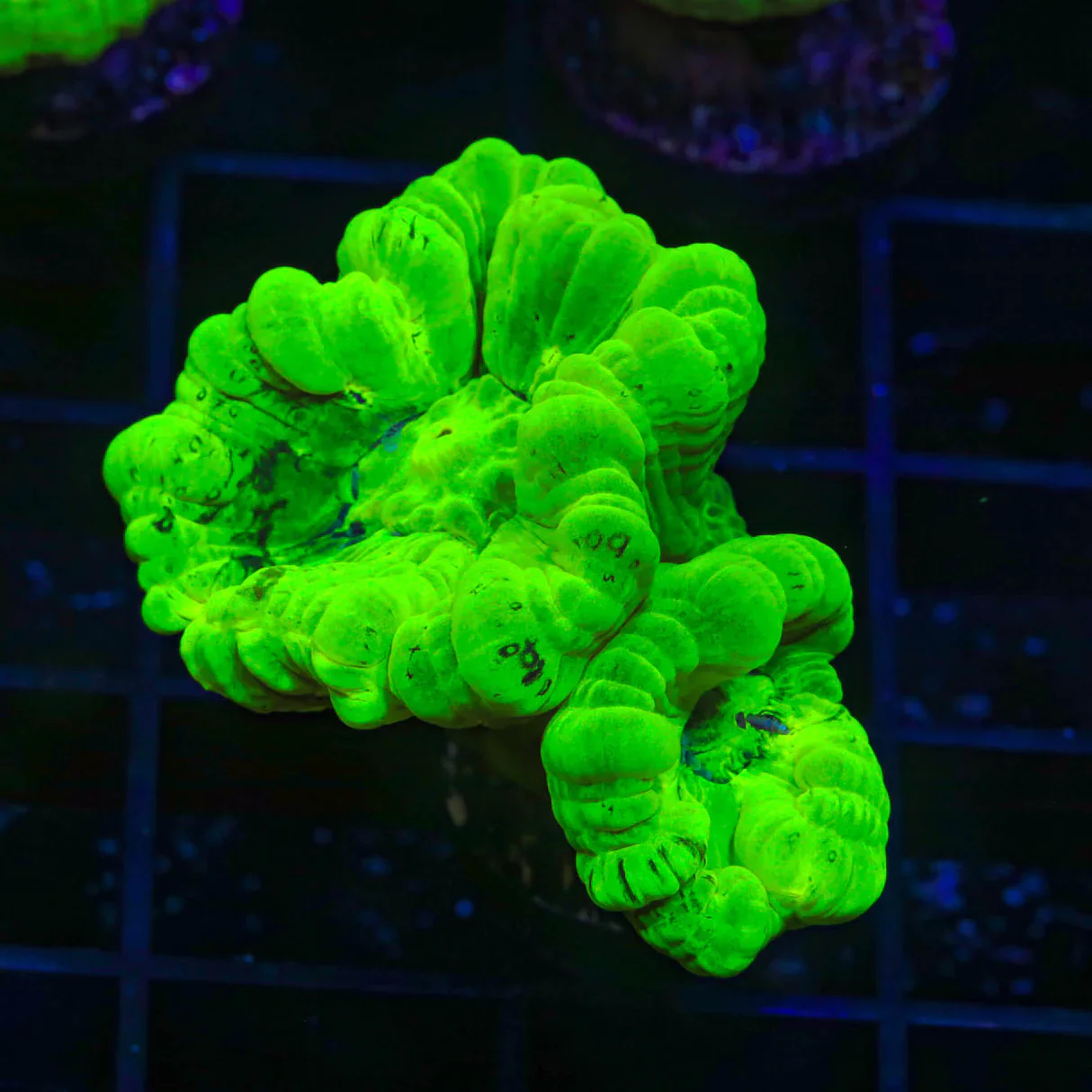Kryptonite Candy Cane
