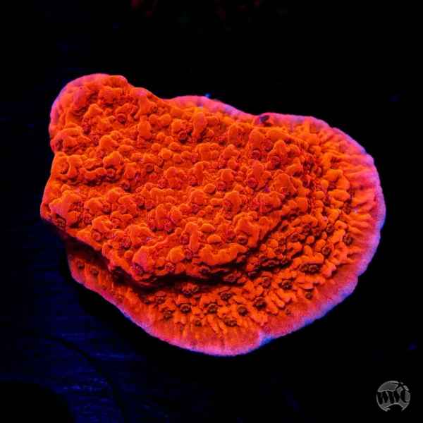 Red Plating Montipora