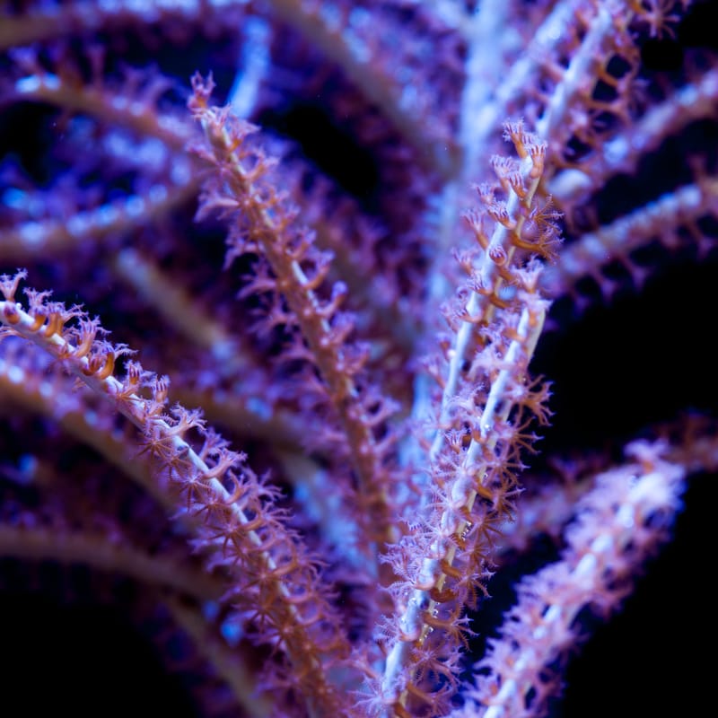 Purple Plume Sea Fan