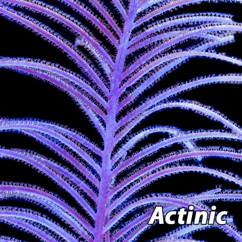 Purple Plume Sea Fan