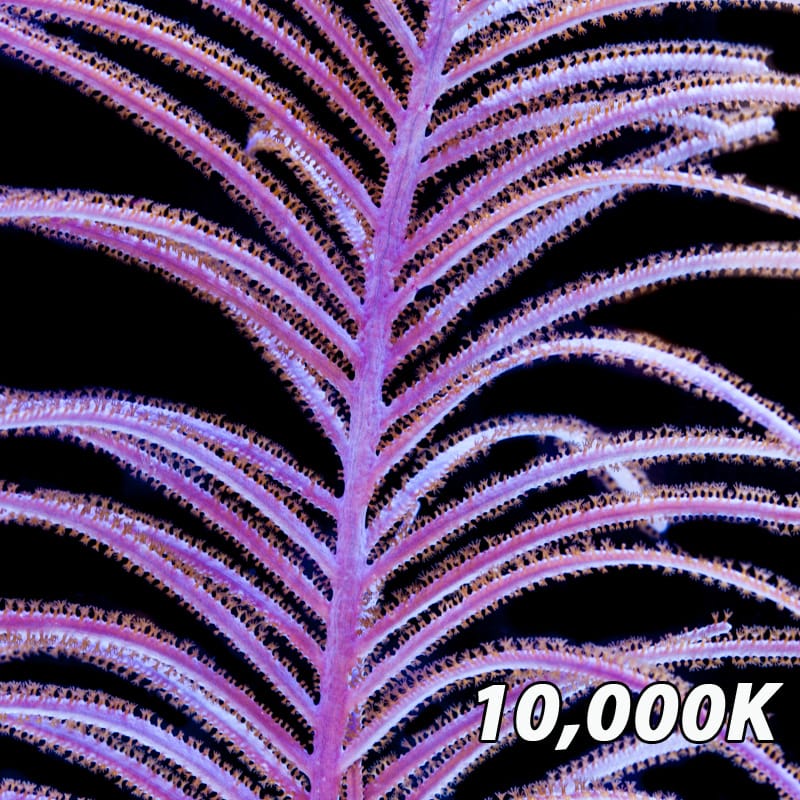 Purple Plume Sea Fan