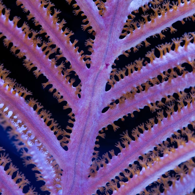 Purple Plume Sea Fan