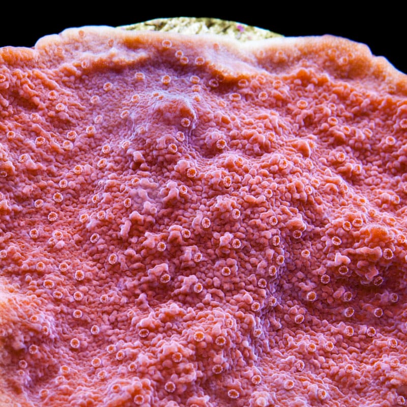 Red Plating Montipora