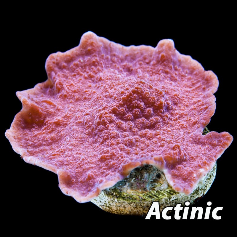 Red Plating Montipora