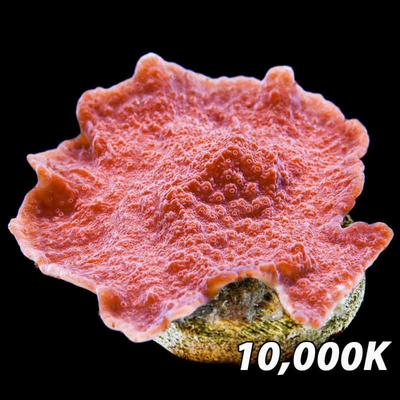 Red Plating Montipora