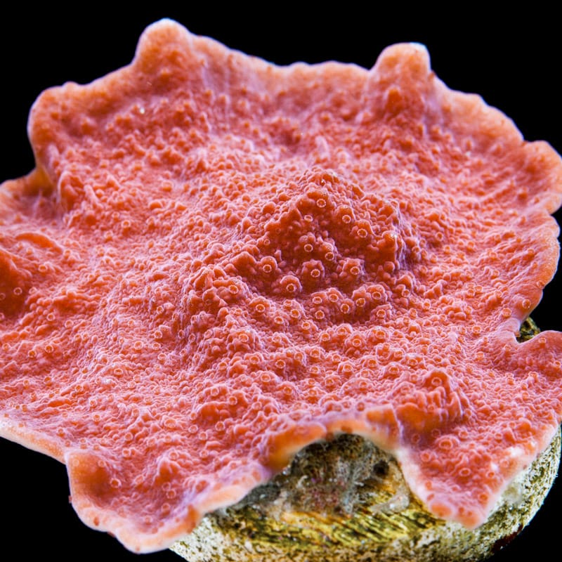 Red Plating Montipora