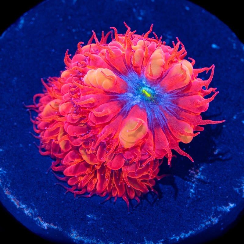 Blue Raven merletti Blastomussa
