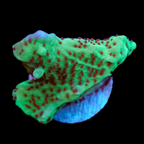 Montipora Jedi Mind Trick