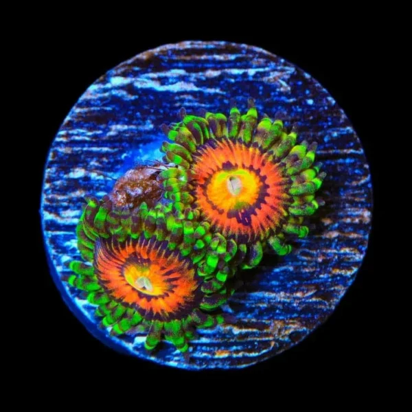 Zoa Rainbow